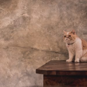 Elegant Cat Perched on Wooden Table Against Luxurious INCANTO Venetian Plaster Wall