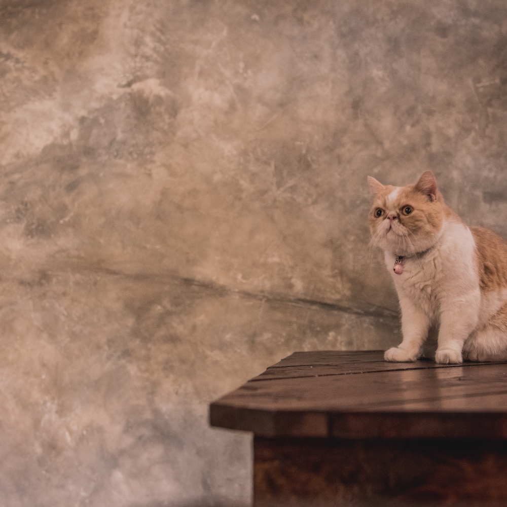 Luxury Redefined: Elevate Your Walls with INCANTO’s Mirror-Polished Venetian Plaster