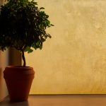 Textured golden lime-based plaster wall with natural lighting and a potted plant in the foreground.